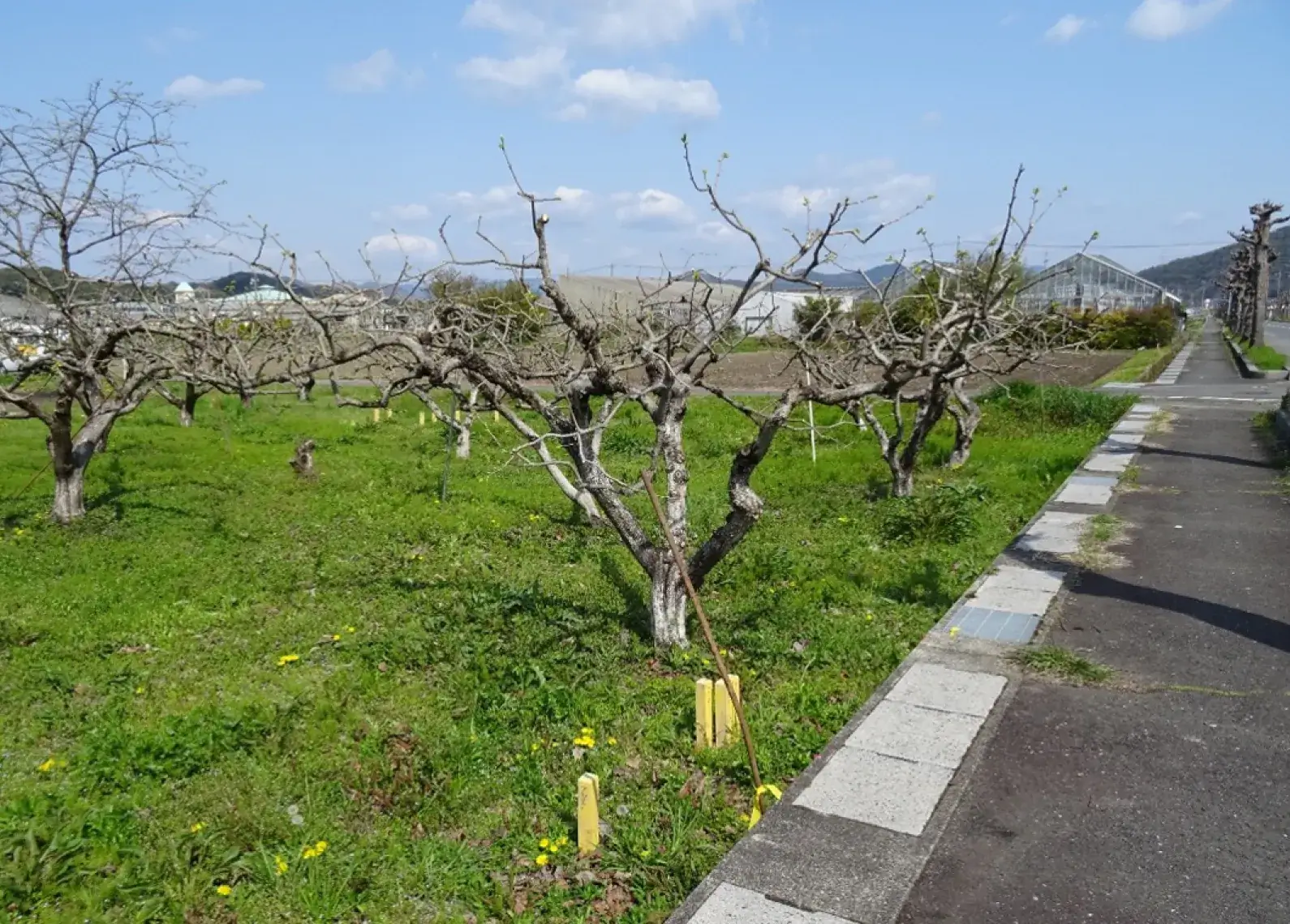 物件調査（立竹木：収穫樹）